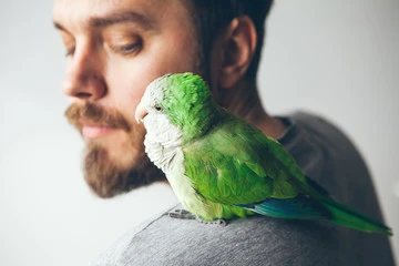 Quaker Parrot Price