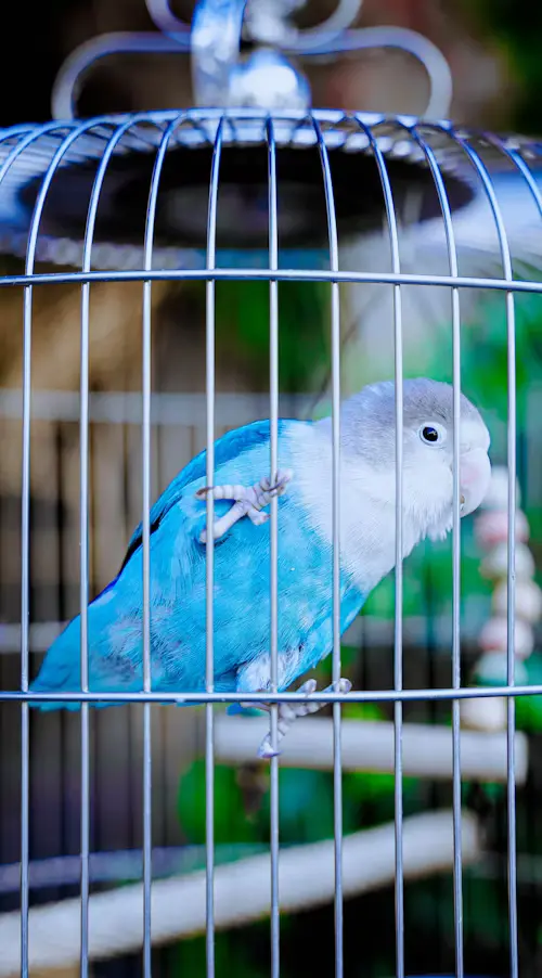 Quaker Parrot Price