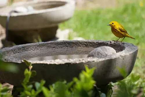 Stone Bird Bath