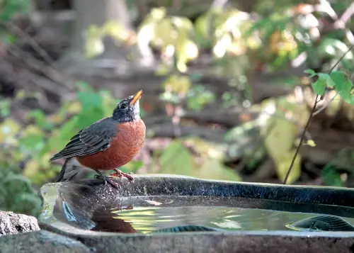 Stone Bird Bath