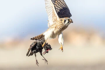 What Eats Birds