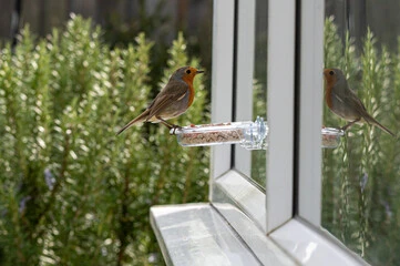 Window Bird Feeder