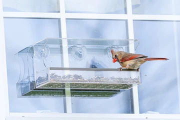Window Bird Feeder
