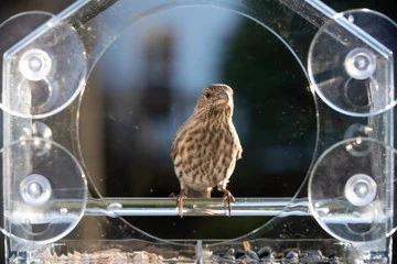 Window Bird Feeder