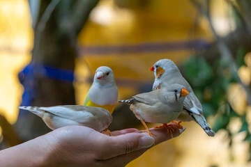 Zebra Finches for Sale