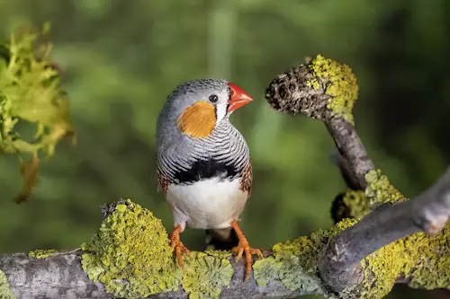 Zebra Finches for Sale