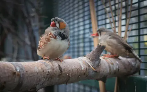 Zebra Finches for Sale