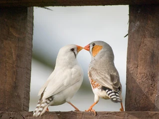 Zebra Finches for Sale