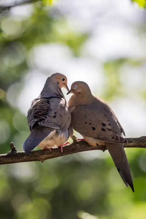 Dove Bird Love