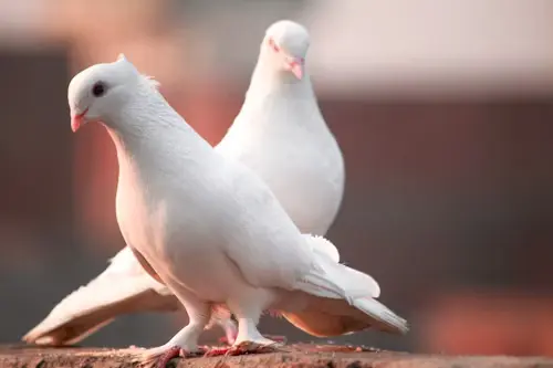 Dove Bird Love