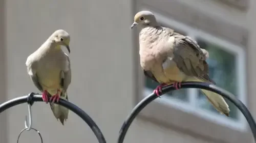 Dove Bird Love