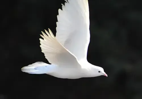 Dove Bird Love
