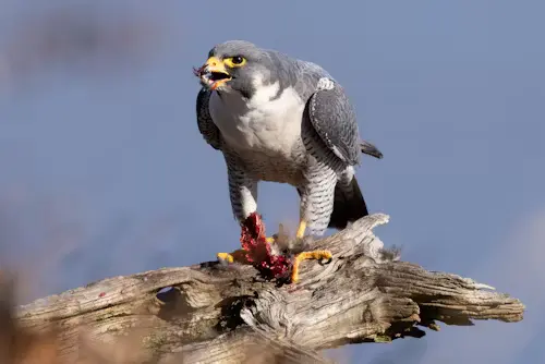 What Eats Birds