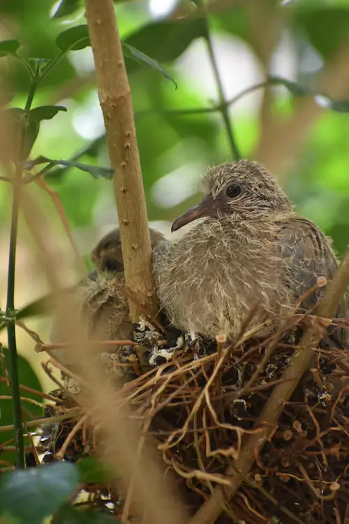 Baby Dove Bird