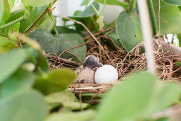 Baby Dove Bird