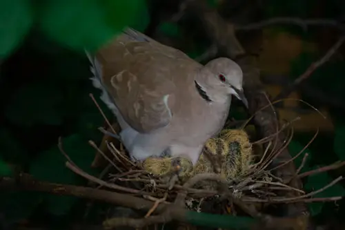 Baby Dove Bird
