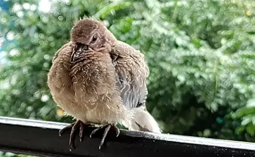 Baby Dove Bird