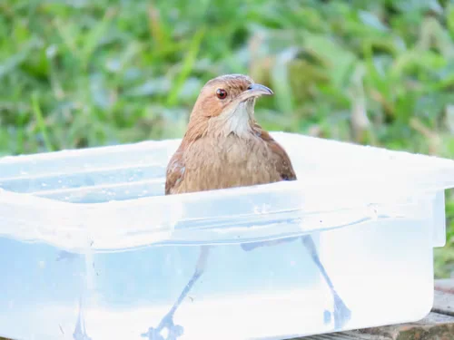 Bird Bath Bowls