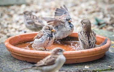 Bird-Bath-Bowls