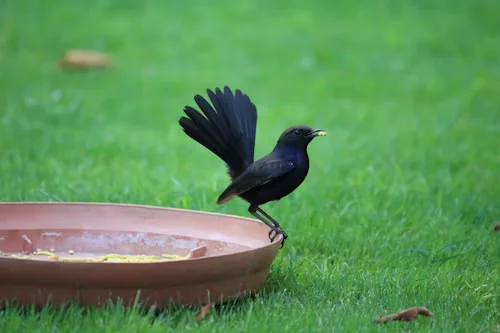 Bird Bath Bowls