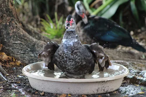 Bird Bath Bowls