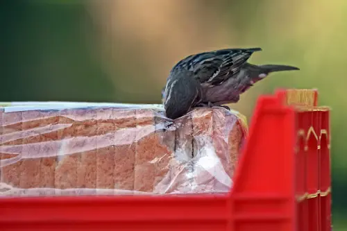 How Long Can A Bird Go Without Food