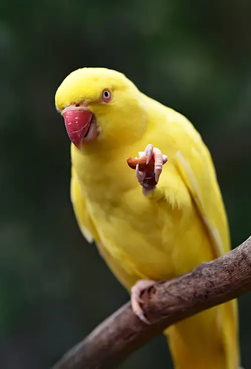 How Long Can A Bird Go Without Food