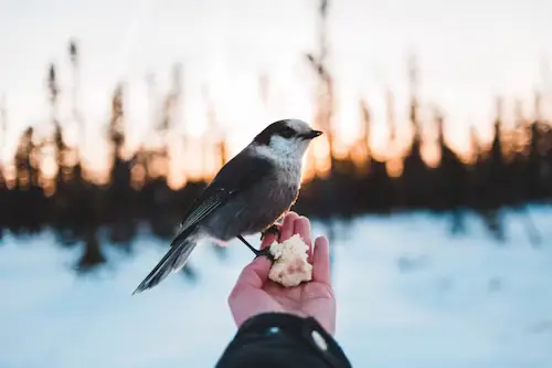 How Long Can A Bird Go Without Food