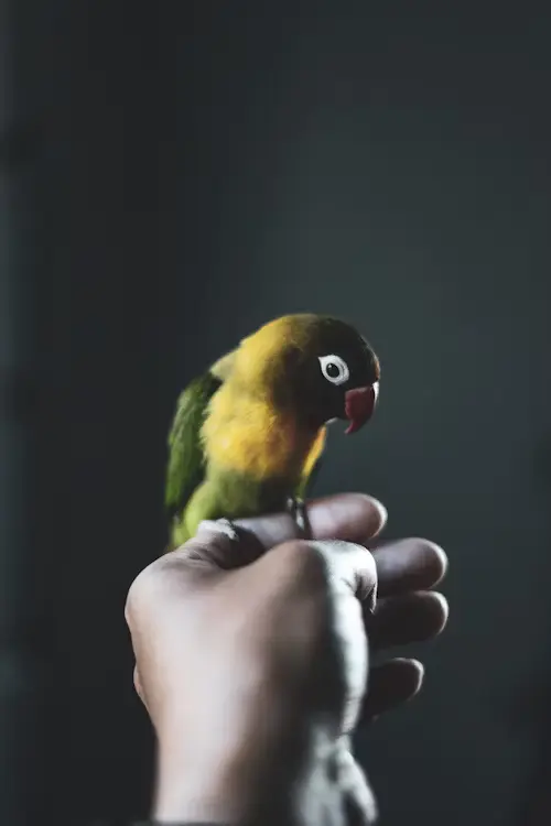 How Long Can A Bird Go Without Food