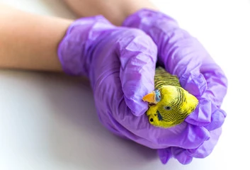 Bird-Health-Care-Hospital