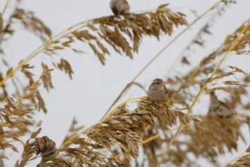 Birds Eat Oats