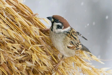 Birds Eat Oats