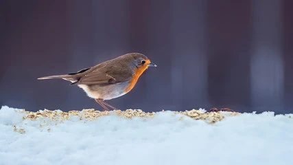Birds Eat Oats