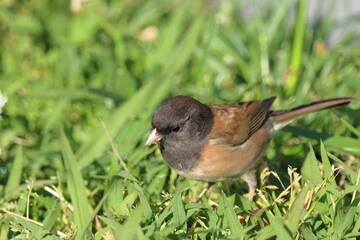 Grass Seed
