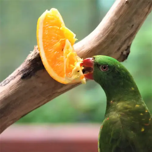 Birds That Will Eat Oranges