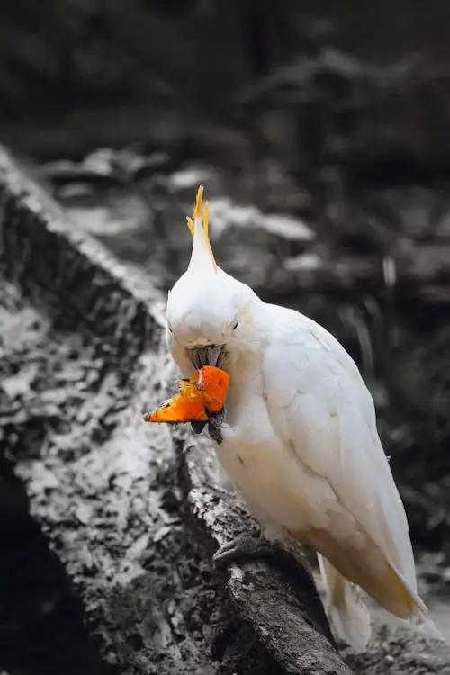 Birds That Will Eat Oranges