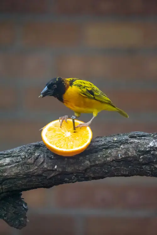 Birds That Will Eat Oranges