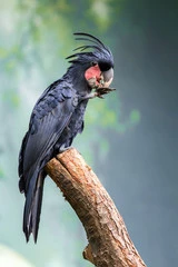 Black and White Birds