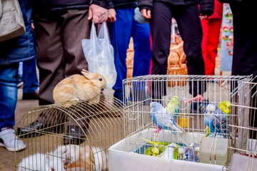 Budgie Bird For Sale Near Me