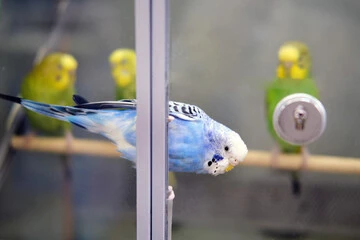 Budgie Bird For Sale Near Me