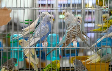 Budgie Bird For Sale Near Me