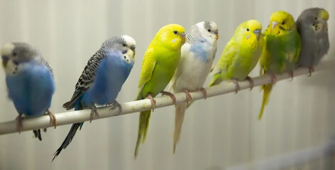 Budgie Bird For Sale Near Me