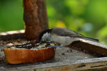 Can Birds Eat Chocolate