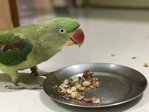 Can Birds Eat Chocolate