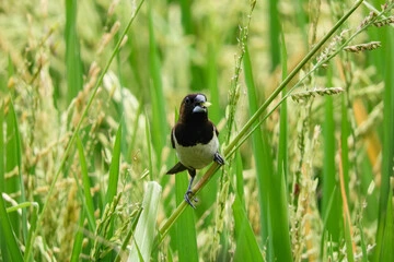 Can Birds Eat Rice