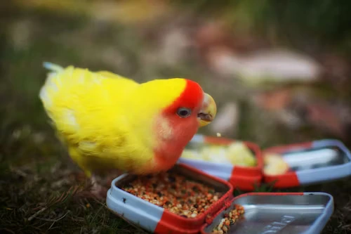 Can Chickens Eat Bird Food