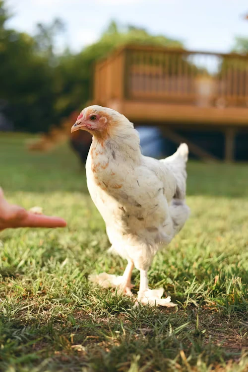 Can Chickens Eat Bird Food