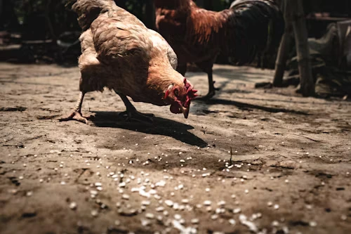 Can Chickens Eat Bird Food