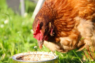 Can Chickens Eat Bird Food