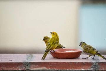 Can Birds Eat Rice